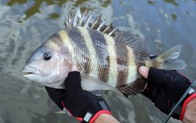 Fisherman Holding a Sheepshead