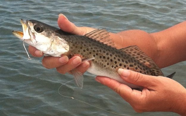 spotted_seatrout_southcarolina Catch and Release Spotted Seatrout Charters