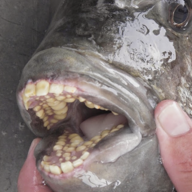 Teeth of Sheepshead fish